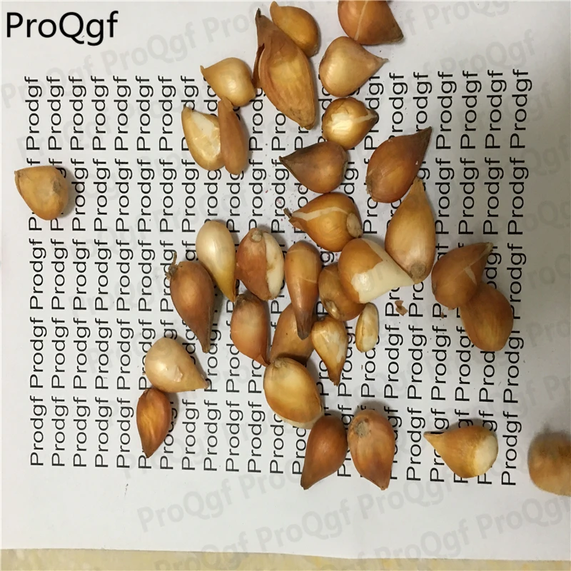 

50Pcs A Set Blue Purple Tulip Flower Bulb