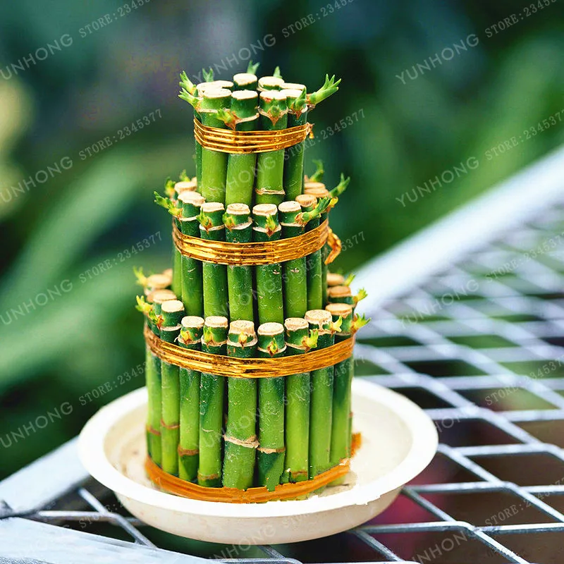 6 Kinds Lucky Bamboo Choose Potted Bonsai Variety Complete Dracaena plant The Budding Rate 95% 30 PCS/Pack 6 Kinds Lucky Bamboo Choose Potted Bonsai Variety Complete Dracaena plant The Budding Rate 95% 30 PCS/Pack