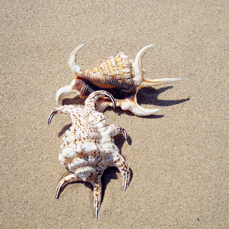 Home Furnishing Marine Decoration 20-25cm Lambis Big Conch Natural Ornaments Shell Fish Tank Ornaments Aquarium Wedding Decor4