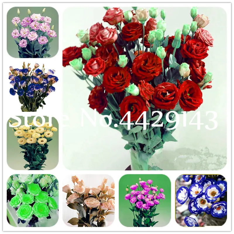 

Bonsai 200 pcs Multicolor Eustoma flores,Lisianthus plantas,Perennial Flowering Plants beautiful bonsai plant for home garden