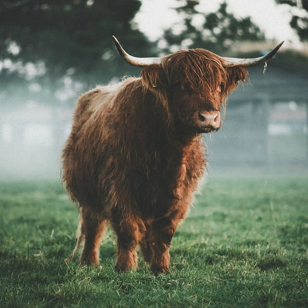 

SCOTTISH HIGHLAND COW Animal Art wall frame poster silk print home decor 60x60