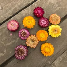 1-5 см головы/50 шт сухой соломы хризантемы головы, декоративные ромашки сушеные натурального подсолнечника, DIY украшения для дома, свадьбы, вечерние