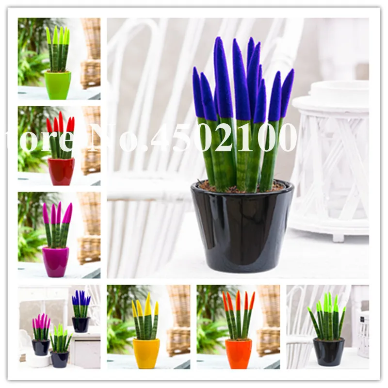 

Colorful Bonsai Sansevieria, Trifasciata Prain Rare Tiger Flower Succulent Purifying Air Pot plants Diy Home Garden 50 Pcs
