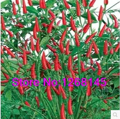 

Heirloom 50pcs/lot Thai Sun Hot Pepper Capsicum Annuum Ornamental Chili Bonsai - Mini Hot Pepper Free Shipping