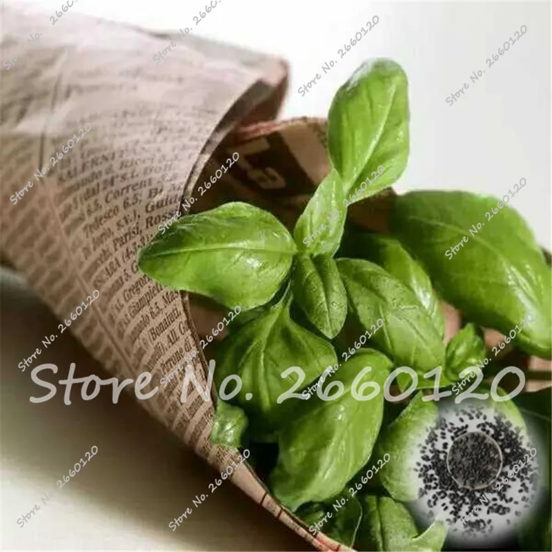 

2018 New Original Packaging Natural Basil Sweet Outdoor Bonsai Ocimum Basilicum Delicious Vegetable Fragrant Flower- 60 pcs AAAA