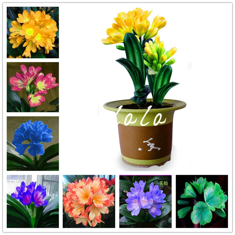 

100 Pcs Bonsai Clivia plants, Rare Rainbow Clivia Flowers,Potted Plants Dedicated Windowsill Perennial Flower For Garden Decor