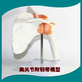 

1:1 Life Size Humans Anatomy Skeleton Anatomical Model Manikins Skull Odontologia Shoulder Bone Muscle Joint Anatomical Model