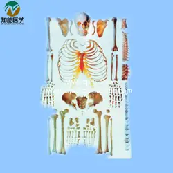 Жизнь-Размеры человека разбросанные кости модели bix-a1006 wbw270
