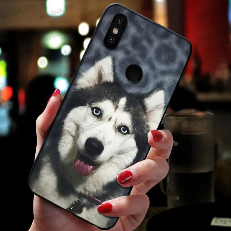 Animal Husky cute Puppy Dog