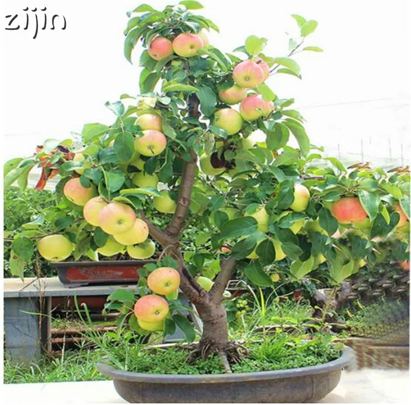30pcs Dwarf Apple Bonsai Miniature Apple Tree Sweet organic fruit vegetable Bonsai indoor or outdoor DIY Home Garden
