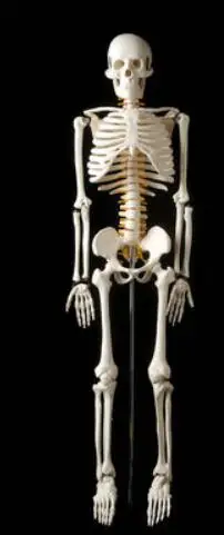 85 см модель скелета модель человека с мышечной позвоночника нерва системы медицинские Обучающие, развивающие оборудование - Цвет: Серый