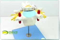ENOVO анатомическая модель нервных ортопедии шейного спинного мозга и спинномозговых нервов