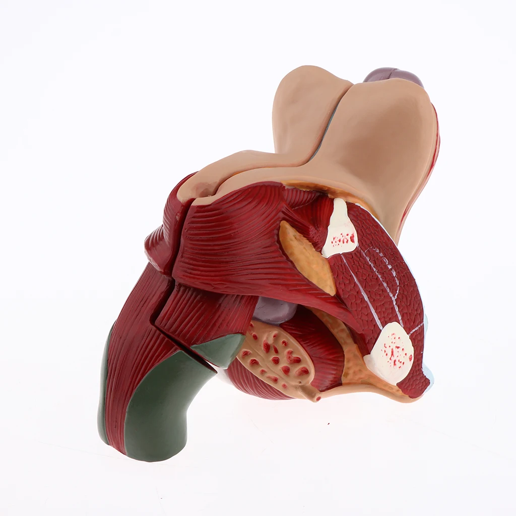 1:1 Male Genital Testis Scrotum Anatomical Model Genitourinary Medicine School Student Teacher Teaching Aids Lab Supplies