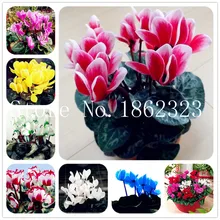 100 Pcs Cyclamen Flower bonsai Indoor Potted Plants Perennial Flowering Plants Cyclamen Flower plant For Balcony