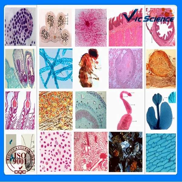 zoology histology slides