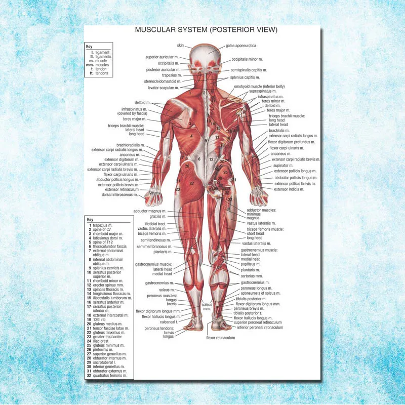 атлас мышц человека васильев. мышцы человека книги. мышцы человека книги. анатомия силовых упражнений юрий дальниченко. атлас мышечной системы человека.