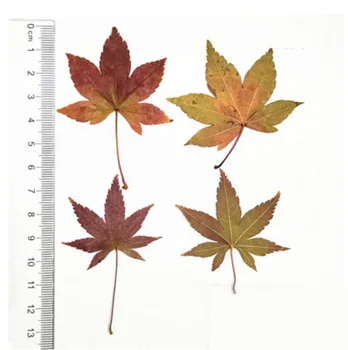 

120pcs Dried Pressed Colorful Maple Leaf Flower Plant Herbarium For Jewelry Bookmark Postcard Phone Case Invitation Card DIY