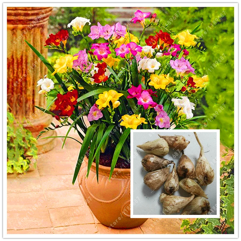 Buy Real freesia bulbs, flower freesia