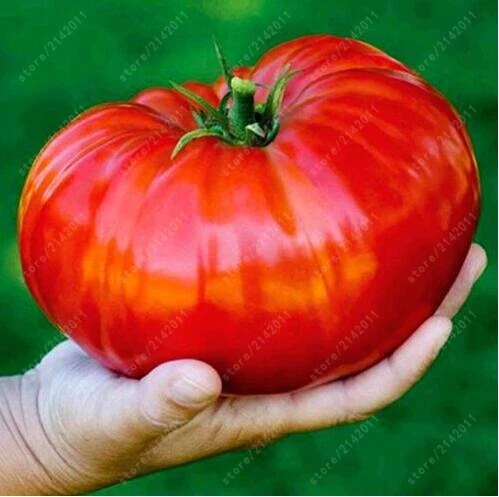 

200 pcs/bag giant tomato plants, Rare Beefsteak Tomato DIY Vegetable bonsai plants for home garden