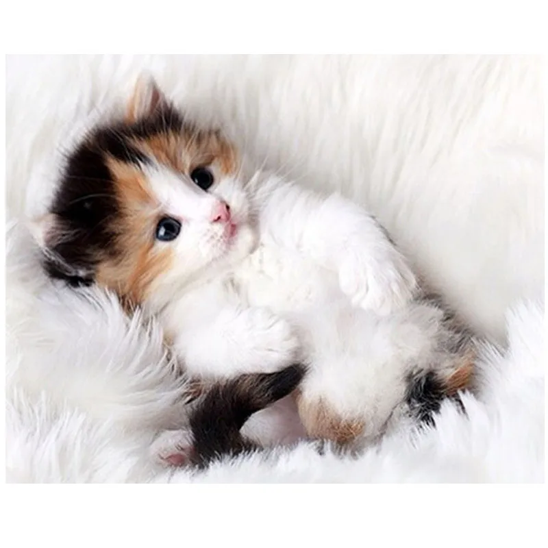 Фото Очень Милых Котят