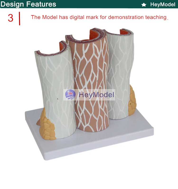 Heymodel артерий и вен Анатомия увеличение модель человеческого сосудистых модели сосудистых структур увеличение модели