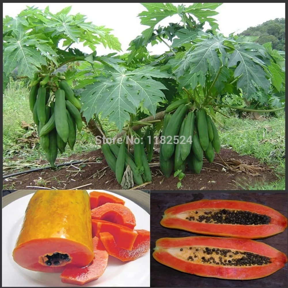 Free Shipping 50pcs Vietnamese Dwarf Cylindrical Papaya "Kaek dahm