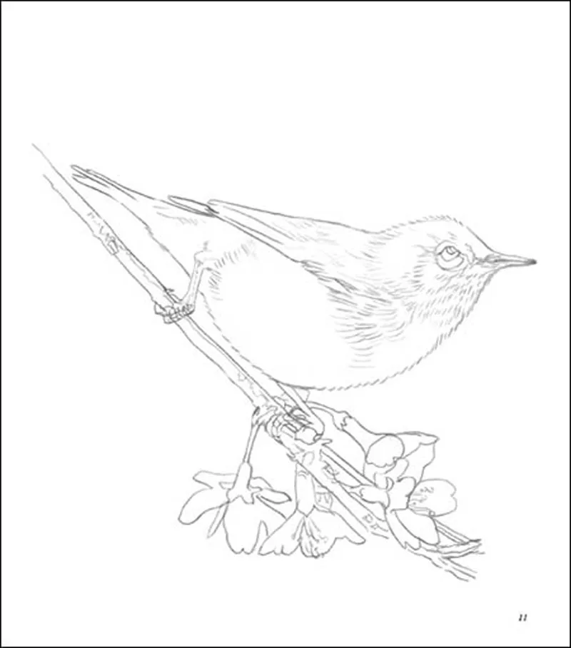 Красивая птица/взрослые дети Дети снимают стресс взрослые раскраски|Рисование