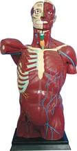 

human muscle model 108CM attached organs Torso medical teaching model