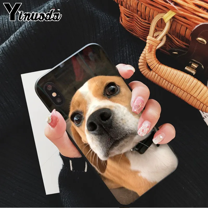 All kinds of posts of beagle