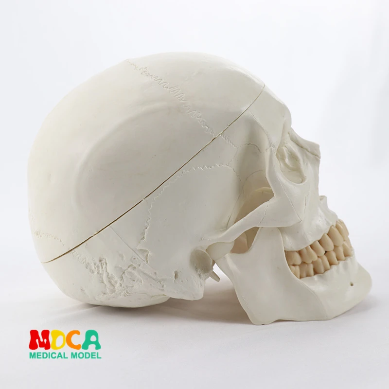 

Standard skull model medical science and head bone skull specimen model MTG003