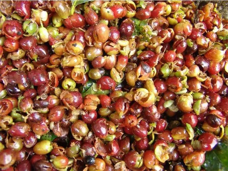 2500kg/h Coffee Beans Gum Remover/Coffee Beans Degumming And Washing Machine