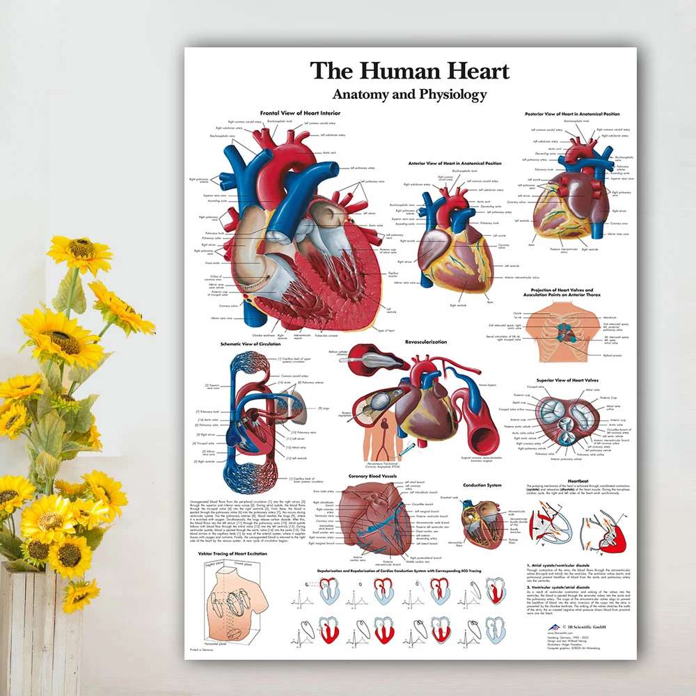 Человеческое сердце диаграмма Анатомия физиология плакат карта холст живопись настенные картины для медицинского образования доктора офис класс
