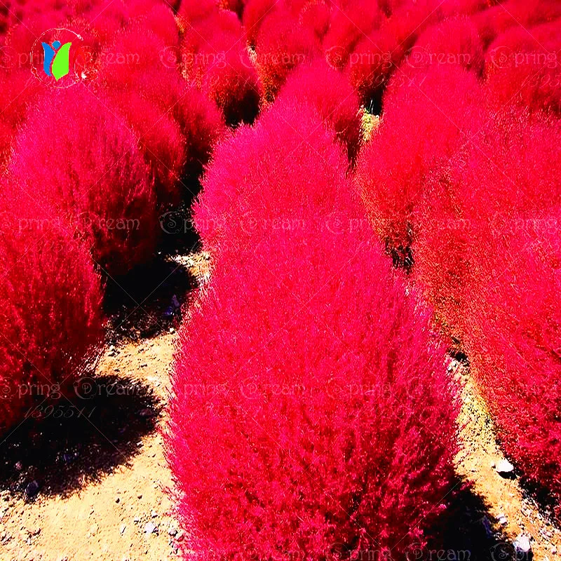 aliexpress com buy grass seeds perennial 300pcs grass burning bush kochia scoparia seeds red aliexpress com buy grass seeds perennial 300pcs grass burning bush kochia scoparia seeds red