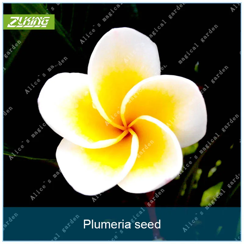 

ZLKING 20pcs Plumeria Flower Bonsai Plants For Home Garden Egg Flowers Popular Perennial Plants Exotic Succulent