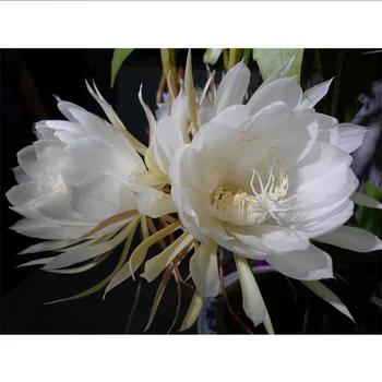 

Full Diamond Painting flowers Epiphyllum 40cm*30cm for the Bedroom 3D Square Diamond Mosaic mural Diy Diamond Embroidery