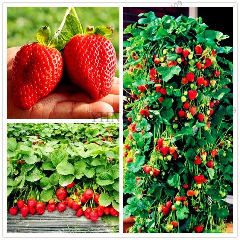 Red Climbing Strawberry plant,perennial strawberry fruit