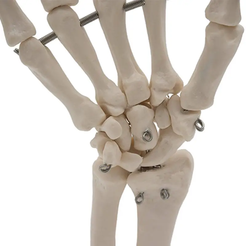 Профессиональный ручной сустава анатомические медицинская модель скелета здоровья анатомия