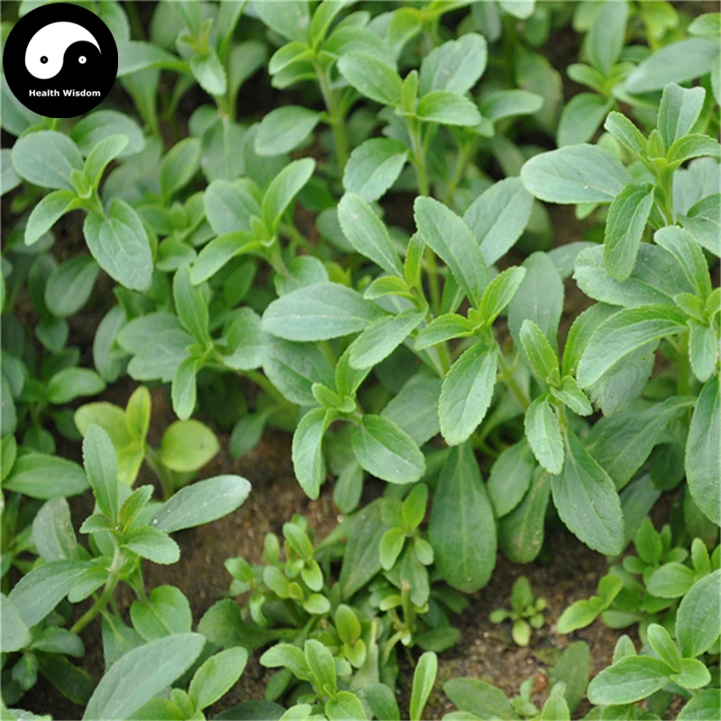 

Buy Stevia Semente 120pcs Plant Chinese Sugar Herb Stevia For Tian Ye Ju