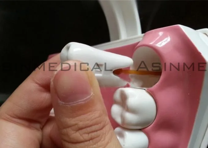 Модель зуба Colgate модель зубов для полости рта Студенческая обучения детские зубы