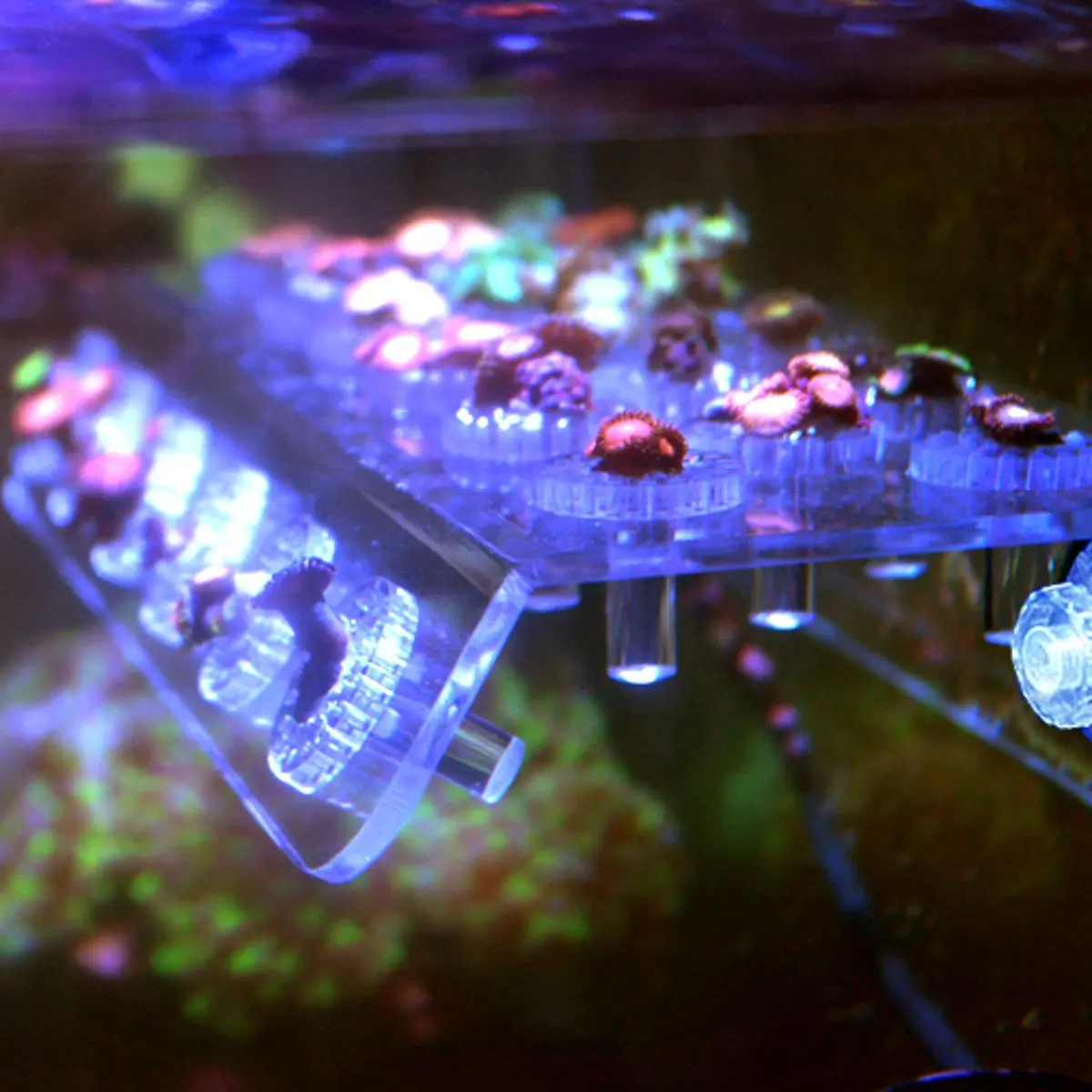 Aliexpress.com : Buy Acrylic Aquarium Plus Coral Rack ...