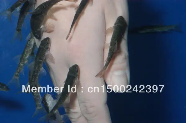 doctor fish beauty doctor fish beauty