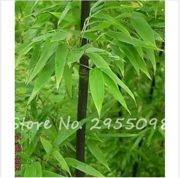 20 Bamboo Seeds Rare Giant Black Moso Bambu 20 Bamboo Seeds Rare Giant Black Moso Bambu Professional Pack Bambusa Lako Tree