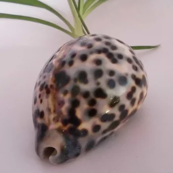 

HappyKiss Natural conch shell melopsittacus sallei tigroid sallei black po lo home fish tank aquarium decoration