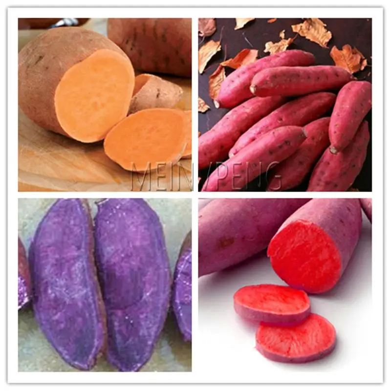 

200pcs Purple Sweet potatoes bonsai Ipomoea batatas Delicious ingredients Organic Non GMO Vegetable for farm planting