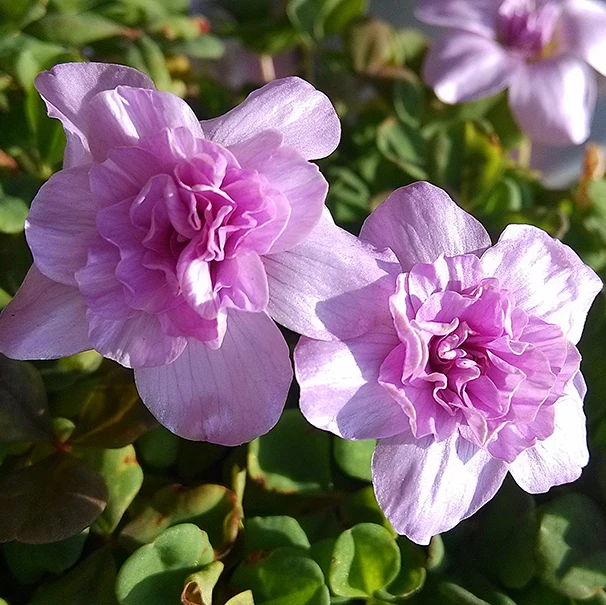 

ZLKING 2PCS Rare Oxalis Nidulans Pompom Bulbs Bonsai The Netherlands imports Flowers color rotary For Garden (bulb is small)