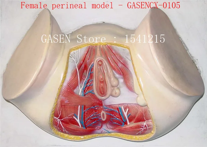 Female perineal model Urinary Reproductive Triangle Anus Reproductive system model Female perineal model - GASENCX-0105 Female perineal model Urinary Reproductive Triangle Anus Reproductive system model Female perineal model - GASENCX-0105