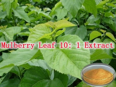 

3 Pack High Quality Mulberry Leaf 10: 1 Extract 500mg x 300caps free shipping