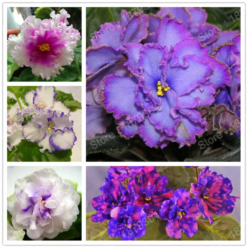 

promotion African Violet flower plant rare garden bonsai Perennial Herb flower flores variety complete mixed 24 colors 200pcs/ba