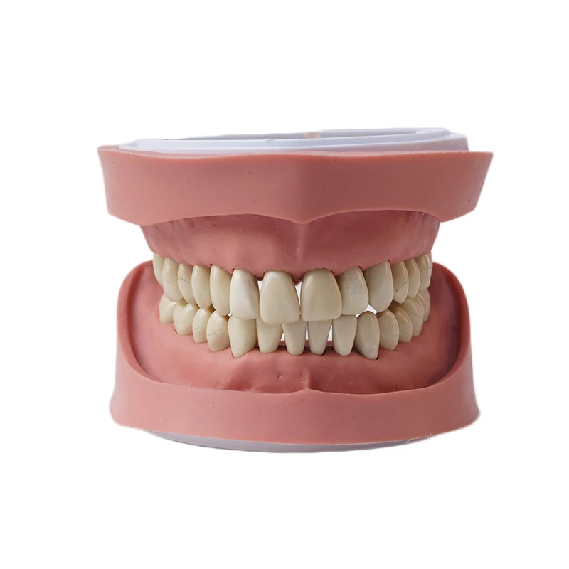 

Dentures Dental teaching model tooth model Standard K Study Model