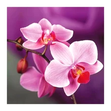 5d на заказ Алмазный рисунок "Орхидея" цветок вышивка крестиком Санта Клаус Снеговик hibah домашний декор diy pintura Алмазная мозаика Круз фильм